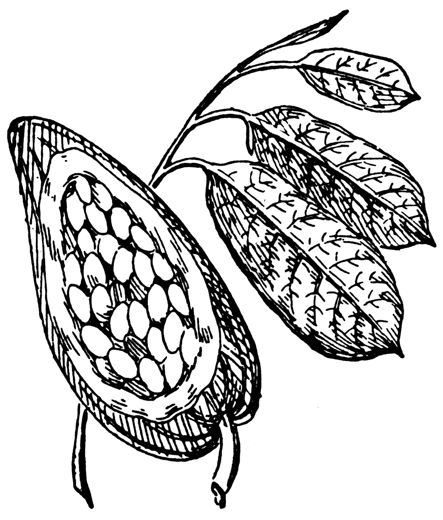 Cocoa Plant Coloring Page