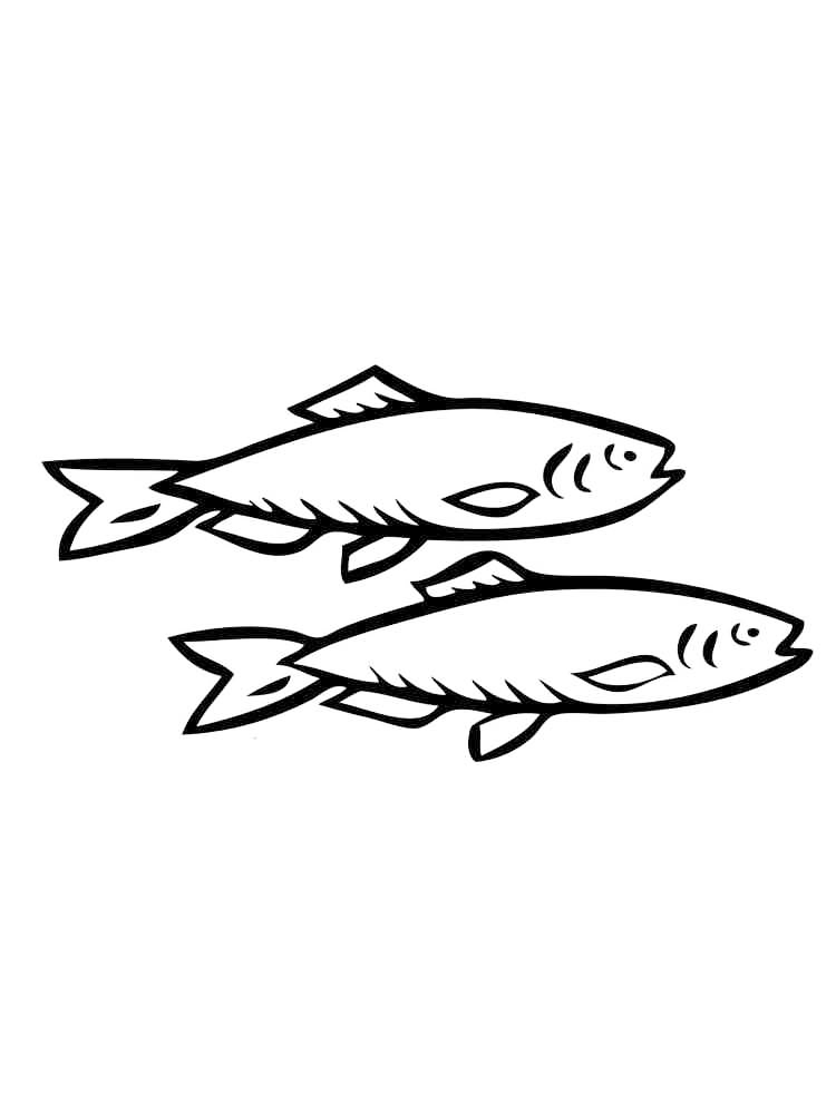 Herring Netherlands Coloring Pages