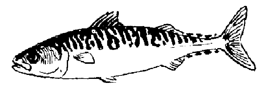 Mackerel Fish Nigeria Coloring Page