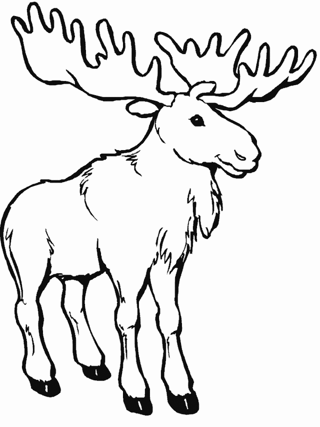 Moose National Animal Of Sweden Coloring Page