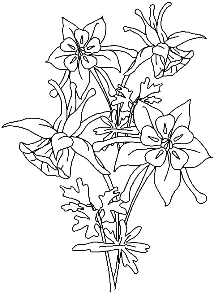Poinciana National Flower Of Madagascar Coloring Page