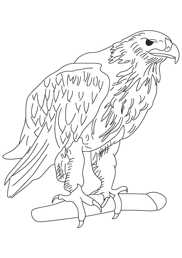 Tawny Eagle National Animal Of Ghana Coloring Page