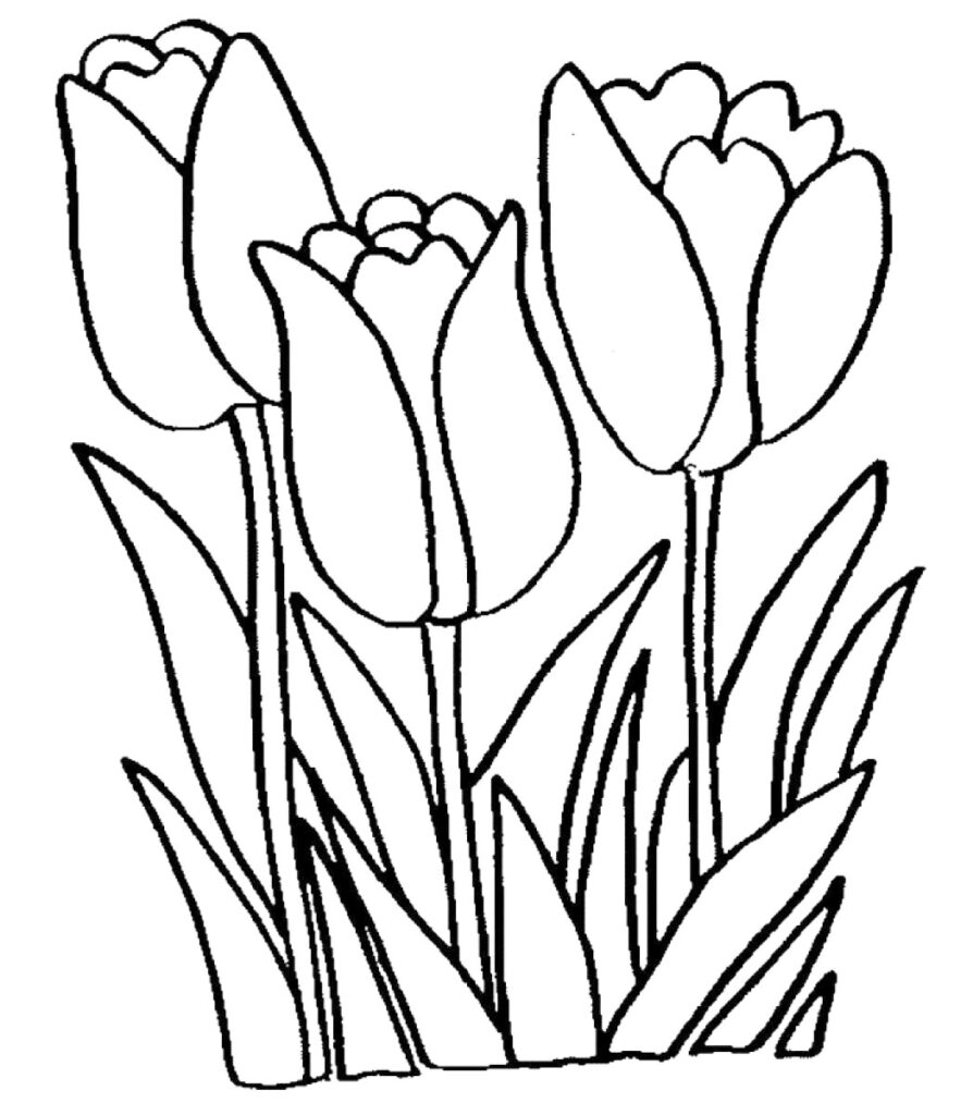 Tulip Season In The Netherlands Coloring Page