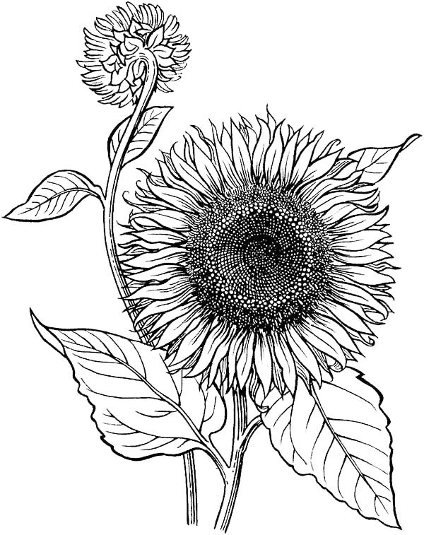 Ukraine National Flower Sunflower Coloring Page