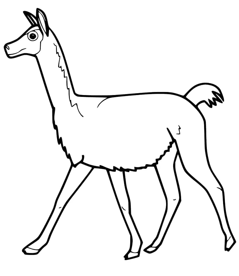 Vicuna Coloring Page