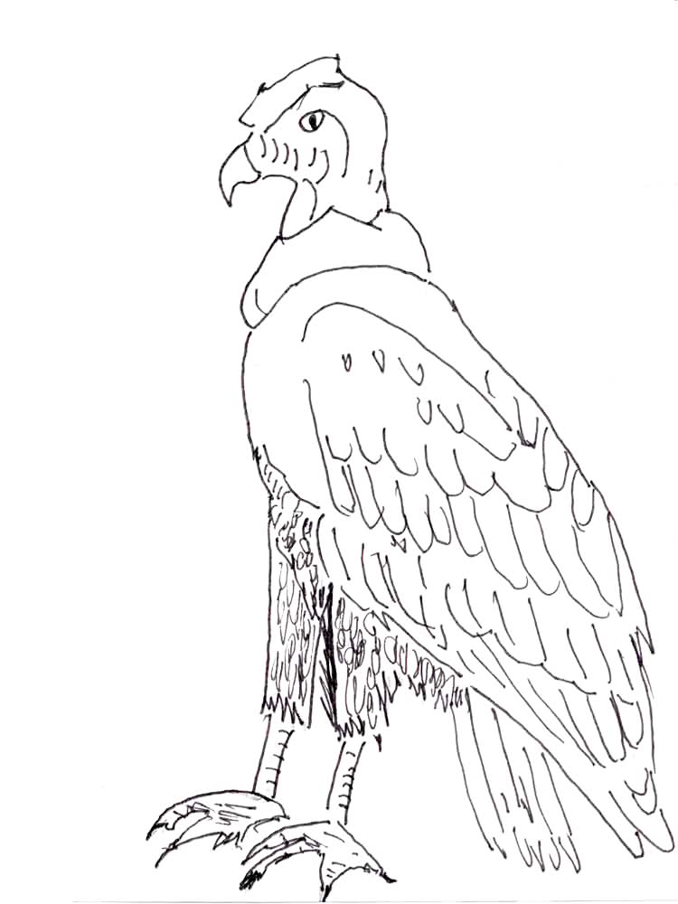 Andean Condor National Animal Of Ecuador Coloring Page