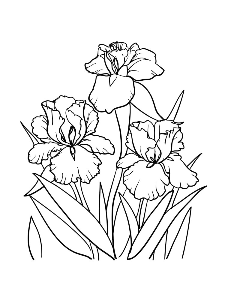 Iris Tectorum National Flower Of Algeria Coloring Page