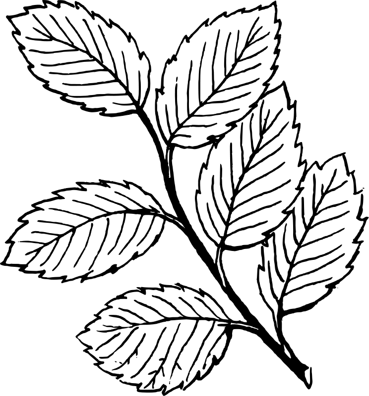 Mint Leaf Morocco Coloring Pages