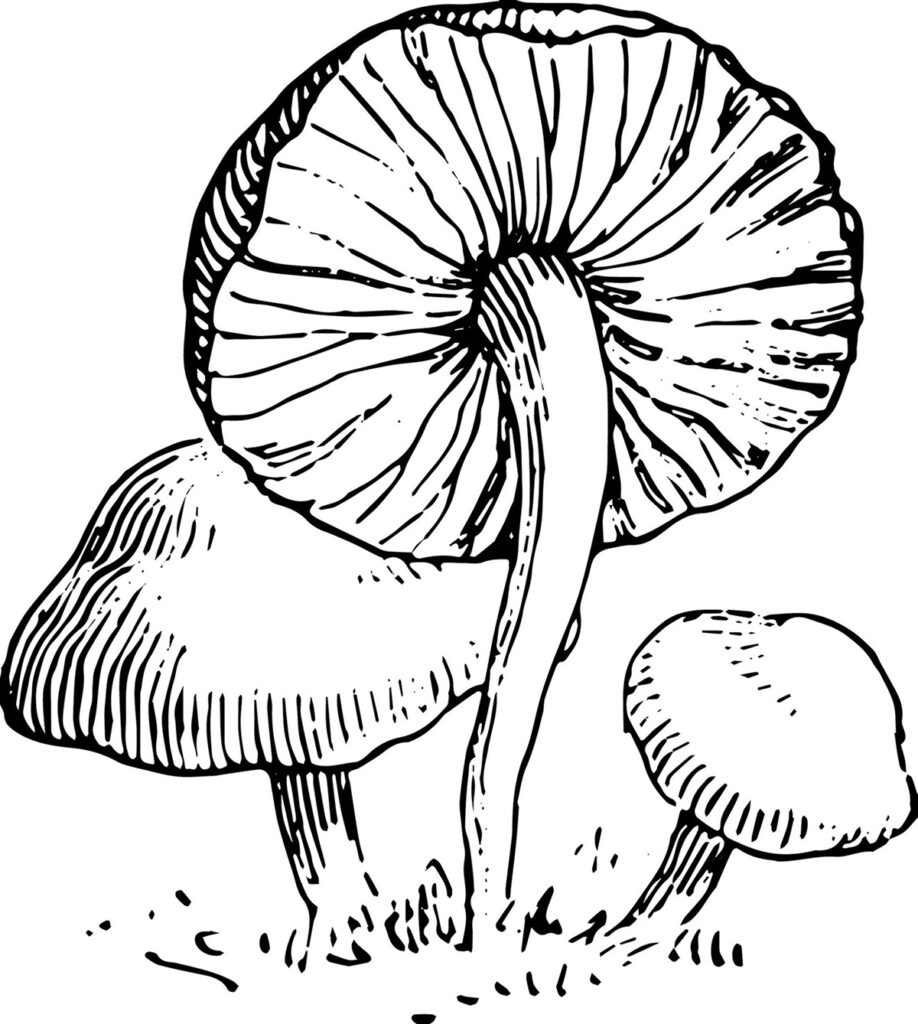 Mushroom Foragingvpoland Coloring Page