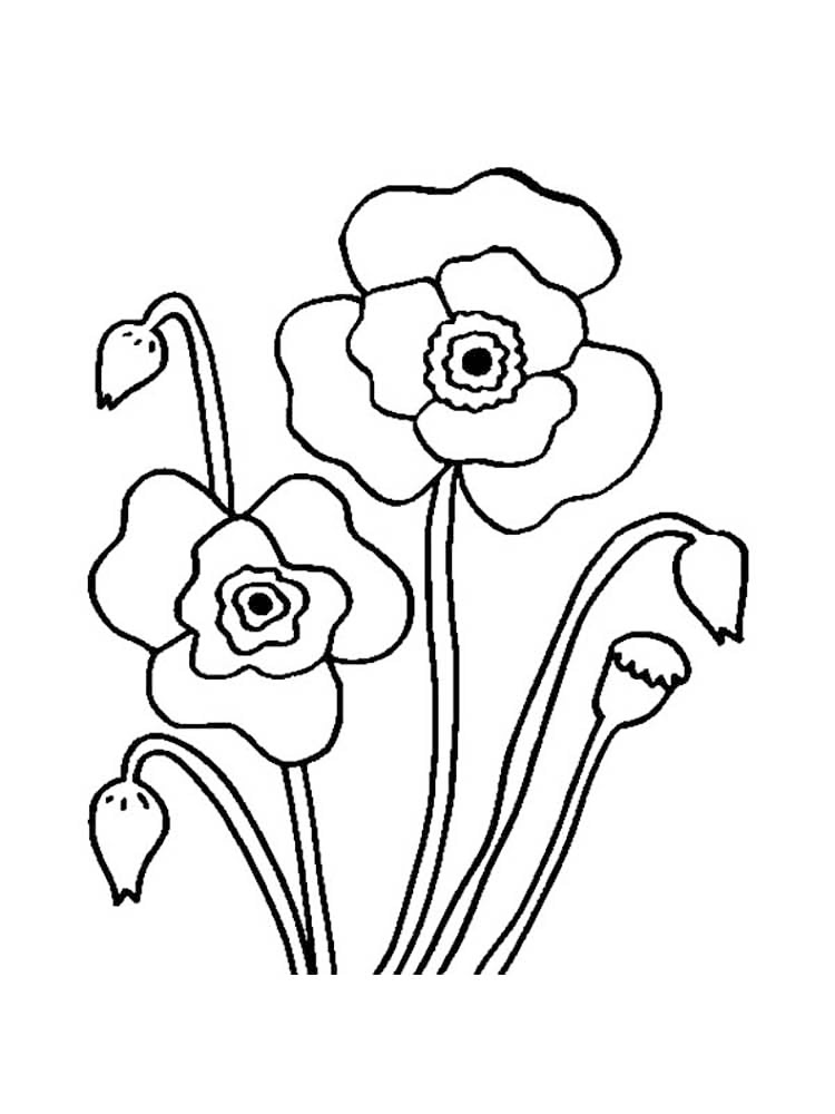 Red Poppy National Flower Of Poland Coloring Page