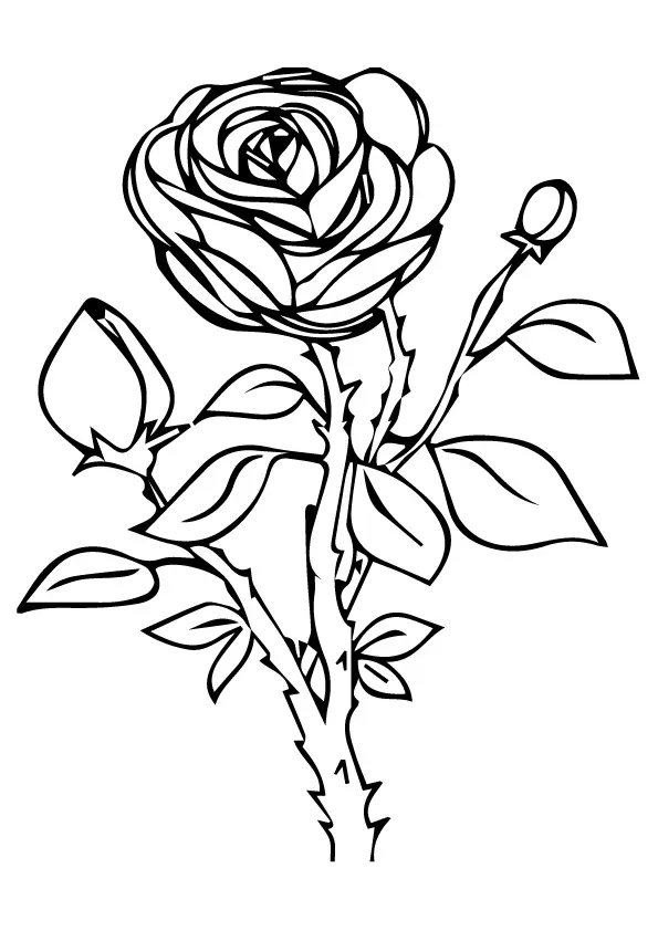 Rose National Flower Of Morocco Coloring Page