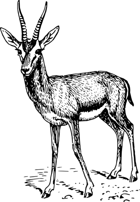 Sand Gazelle Coloring Page