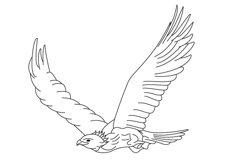 White Tailed Eagle National Animal Of Poland Coloring Page