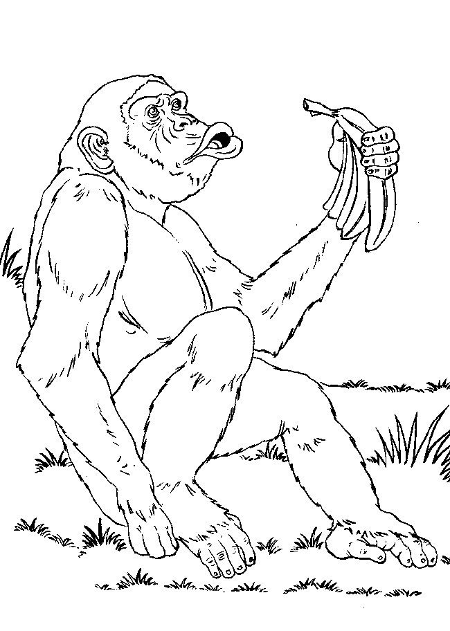 Bonobo Chimpanzee Congo Coloring Page