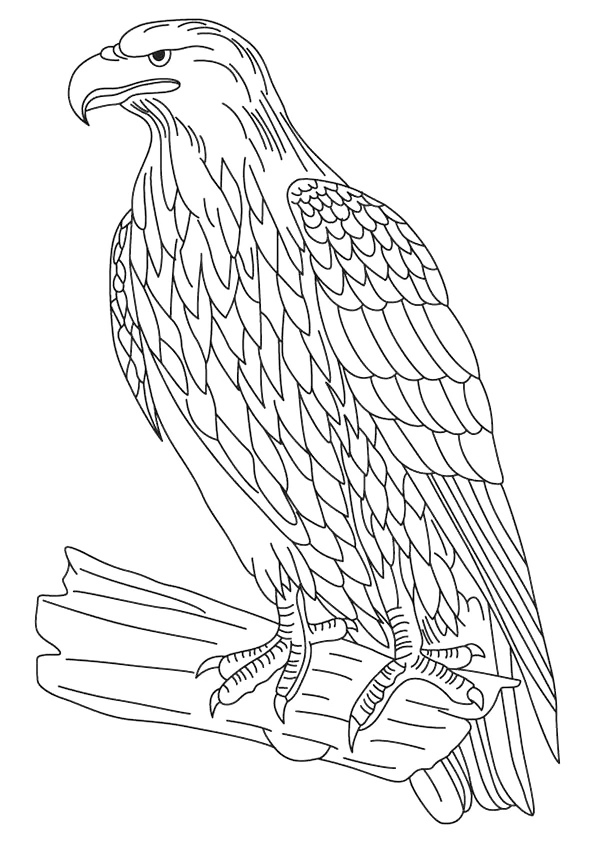 Golden Eagle National Animal Of Albania Coloring Page