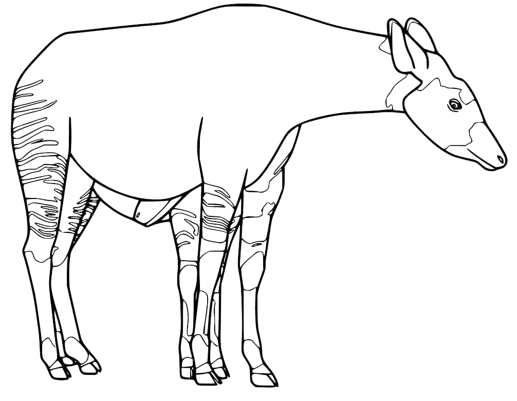 Okapi National Animal Of Congo Coloring Page