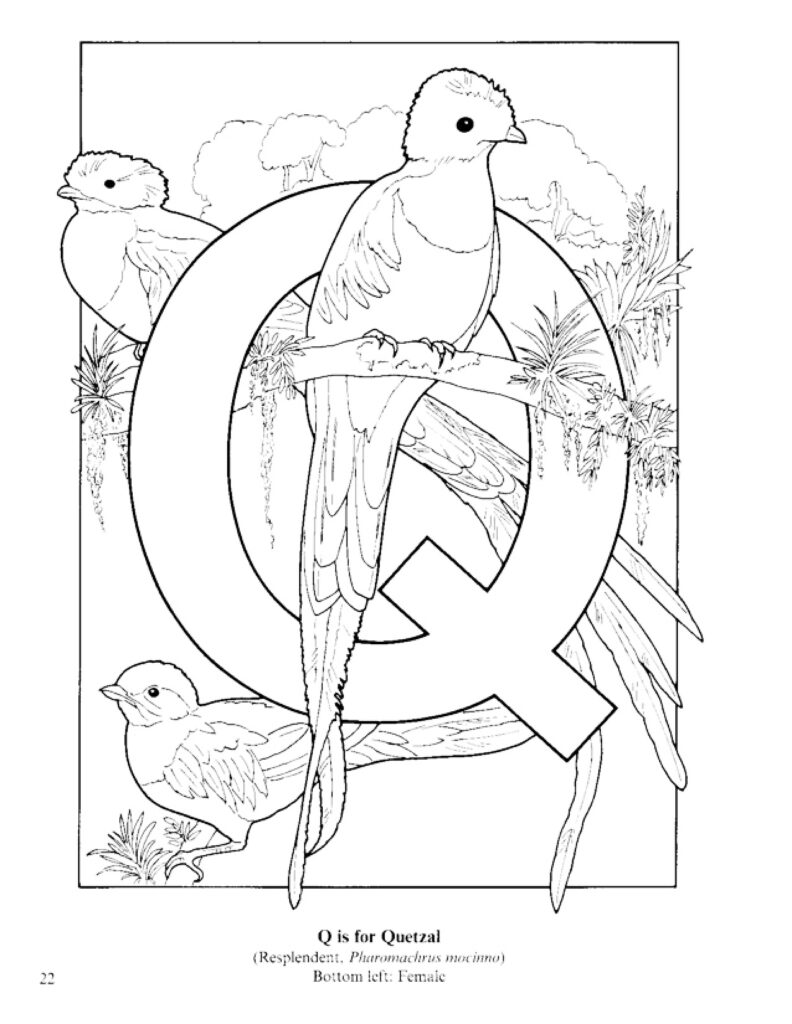 Quetzal Bird National Animal Of Guatemala Coloring Page