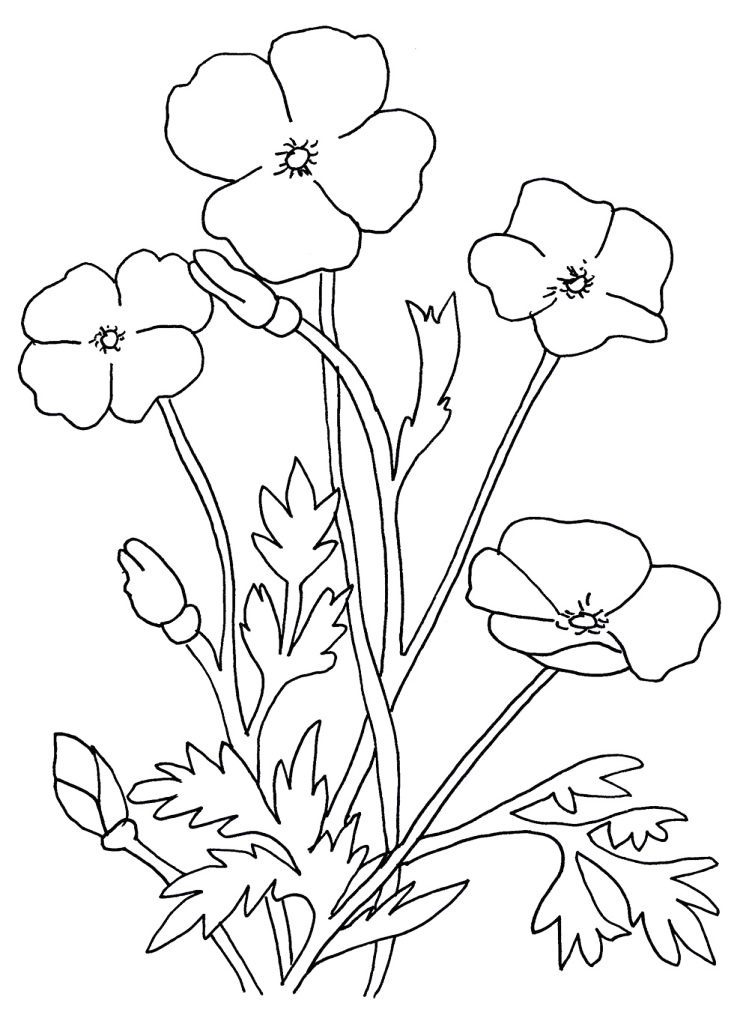 Red Poppy National Flower Of Albania Coloring Page