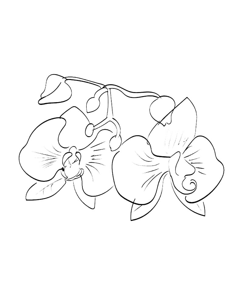White Nun Orchid National Flower Of Guatemala Coloring Page
