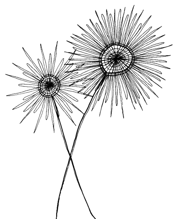 Dandelion Drawing To Color