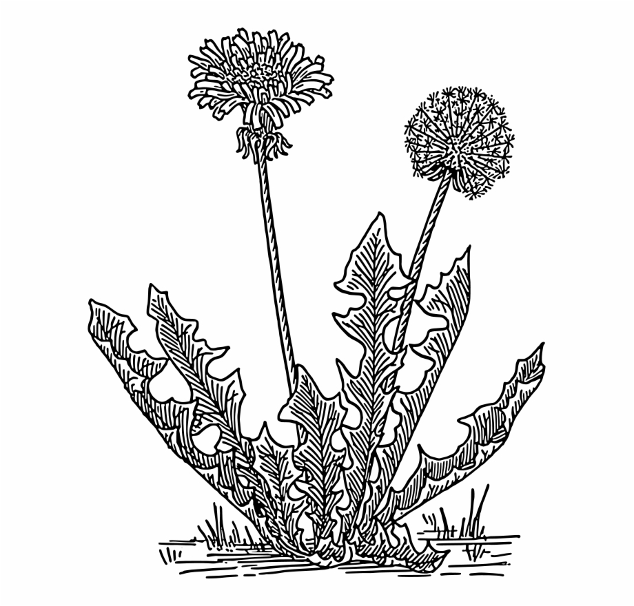 Dandelion Weed Coloring Page