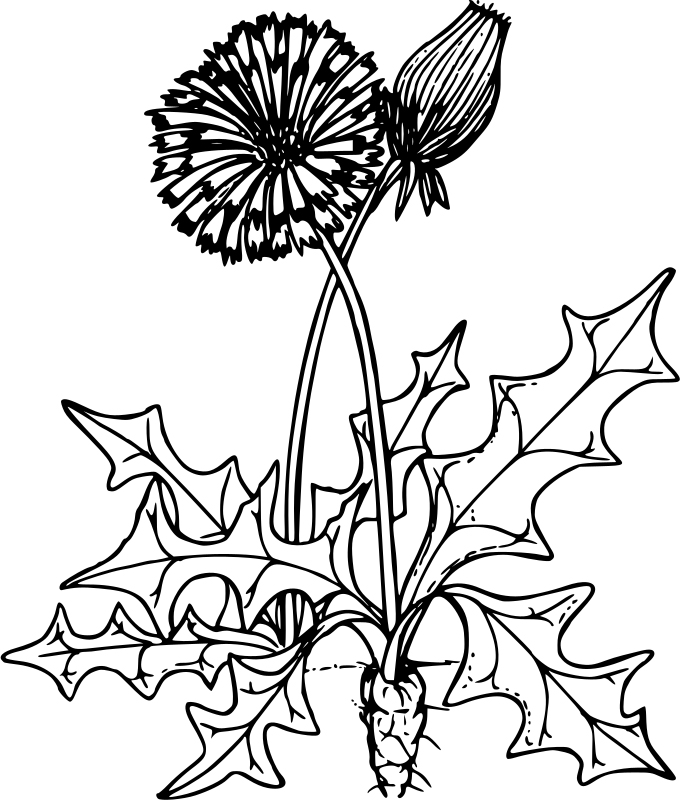 Dandelions Coloring Page