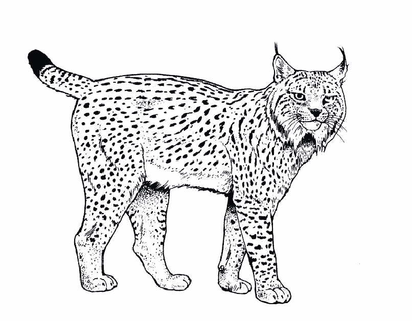Lynx National Animal Of Romania Coloring Page