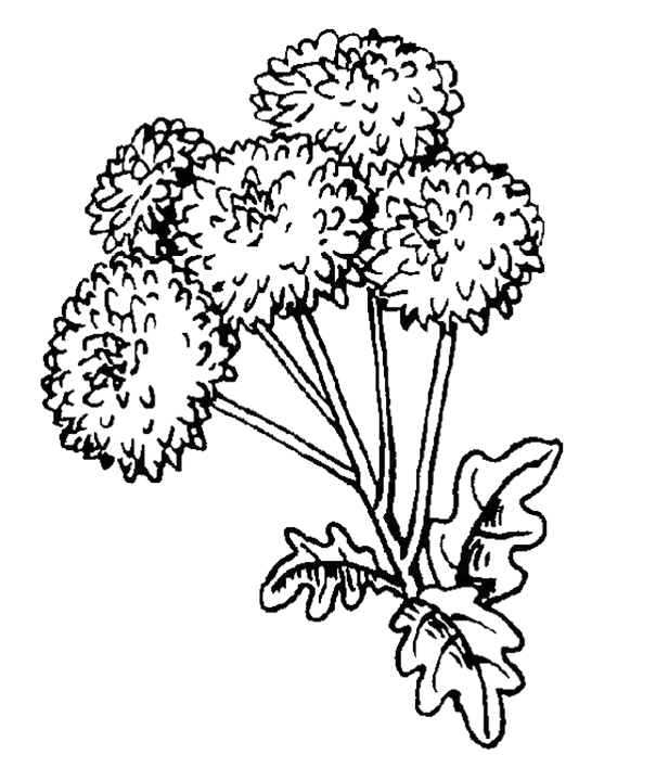 Pretty Dandelion Flowers Coloring Page