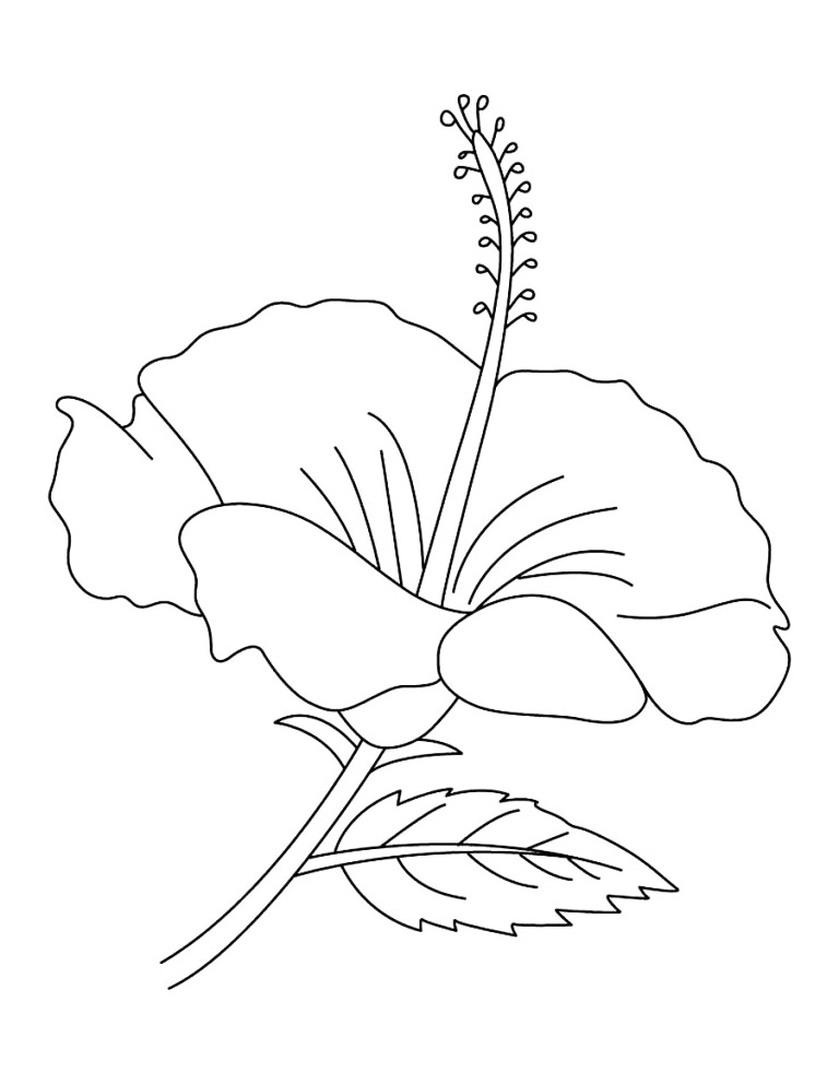 Hibiscus National Flower Of Haiti Coloring Page