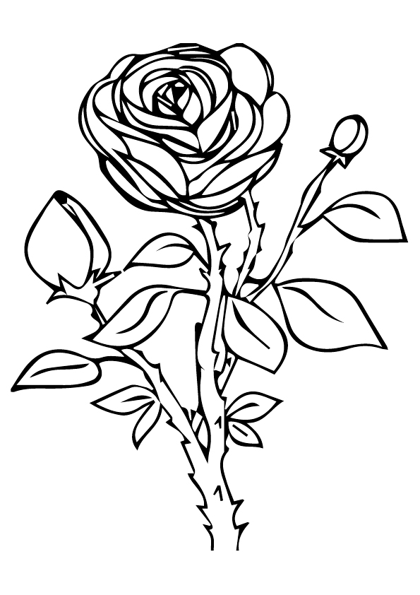 Rose National Flower Of Czech Republic Coloring Page