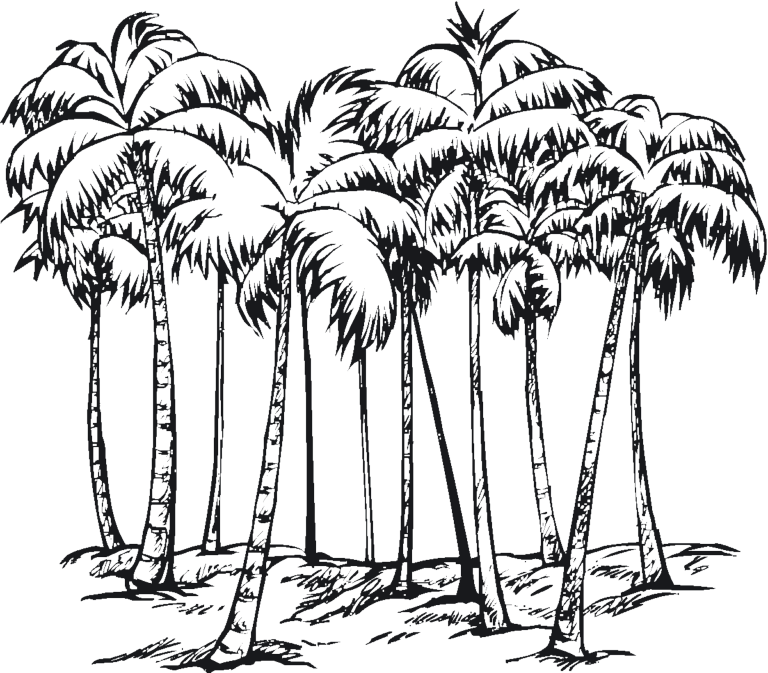 Royal Palm Tree National Tree Of Haiti
