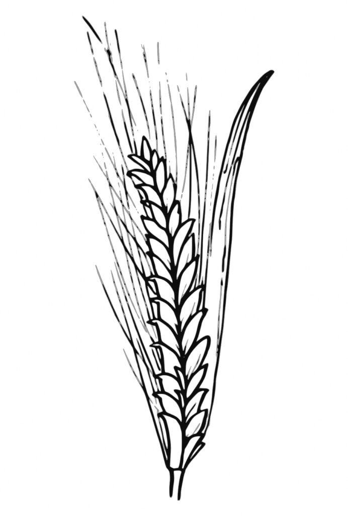 Wheat Is A Main Crop In Ethiopia Coloring Page