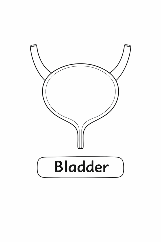 Anatomy For Kids Bladder