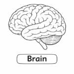 Anatomy For Kids Brain