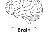 Anatomy For Kids Brain