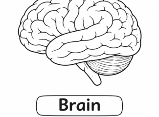 Anatomy For Kids Brain