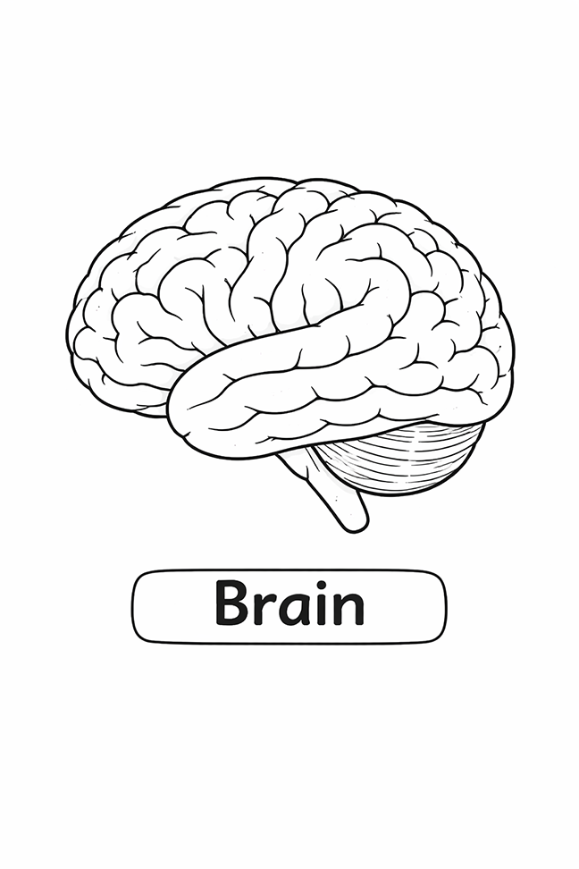 Anatomy For Kids Brain