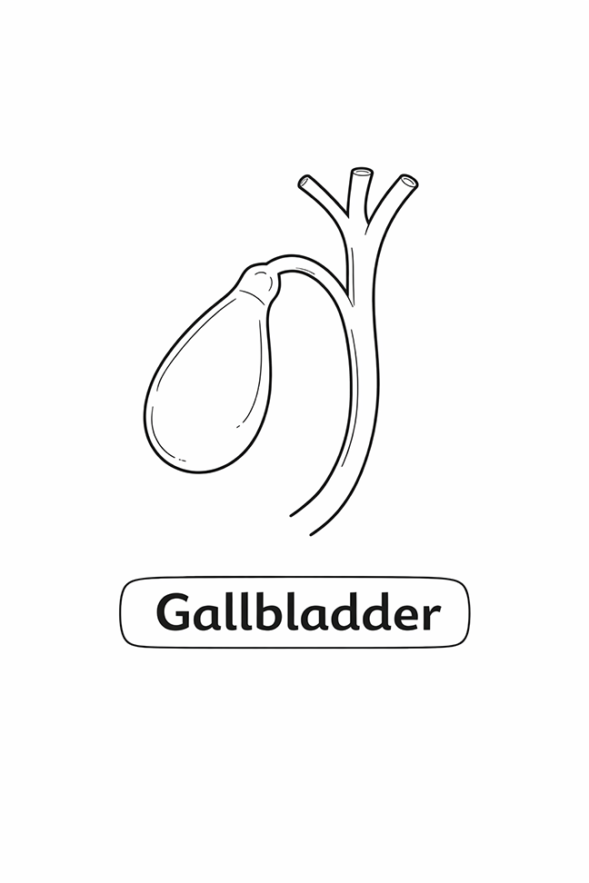 Anatomy For Kids Gallbladder