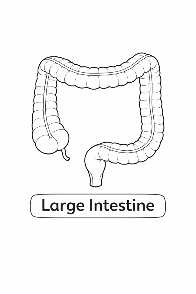 Anatomy For Kids Large Intestine