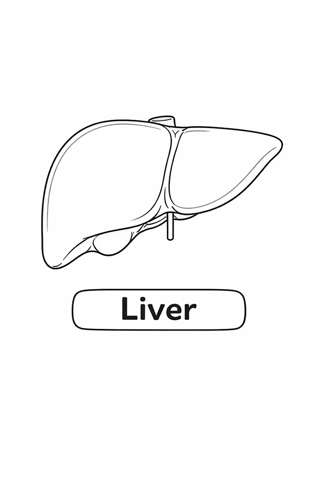 Anatomy For Kids Liver