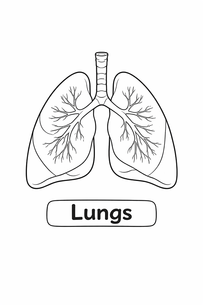 Anatomy For Kids Lungs