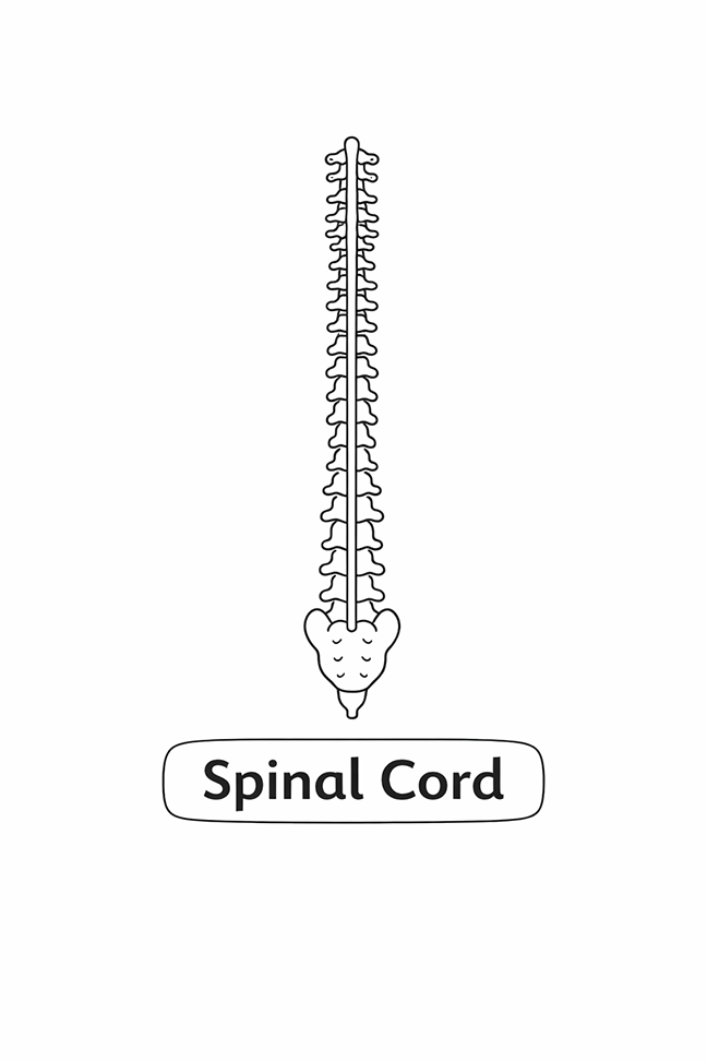 Anatomy For Kids Spinal Cord
