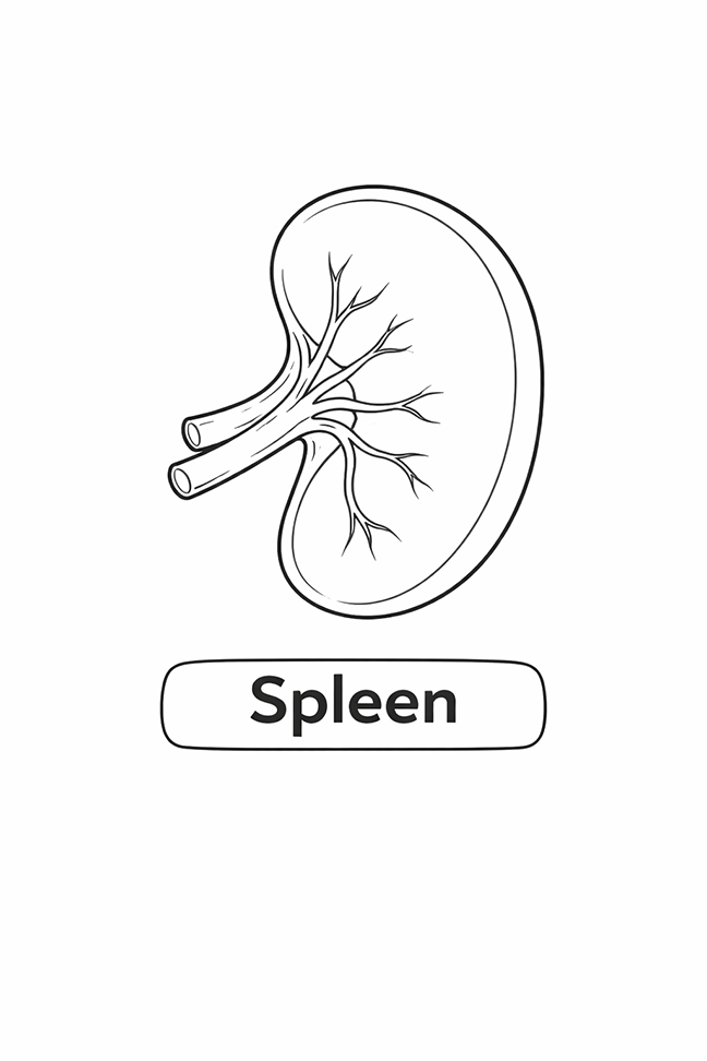 Anatomy For Kids Spleen