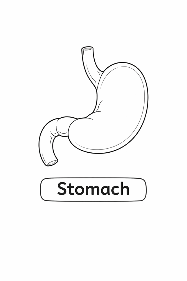Anatomy For Kids Stomach
