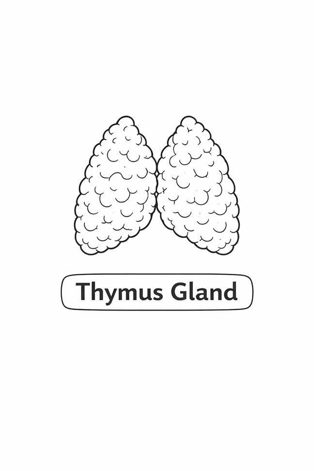 Anatomy For Kids Thymus Gland