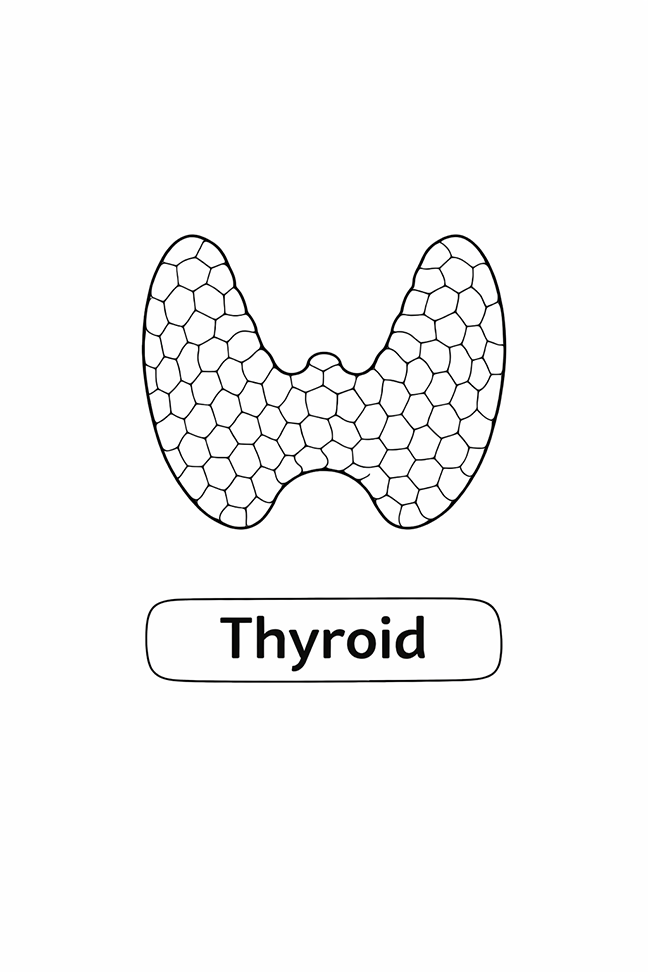Anatomy For Kids Thyroid